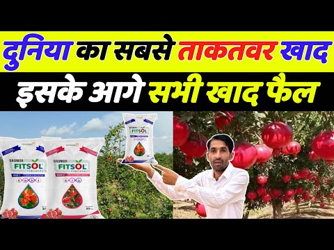 अनार की खेती | Anar ki kheti | Anar ki kheti kaise karen | Pomegranate farming | Coromandal Fitsol