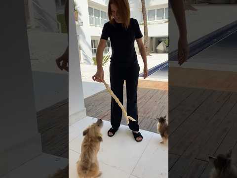 O BRINQUEDO MAIS LEGAL E ECONÔMICO PRA CACHORRO | #shorts