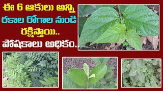 ఈ 6 ఆకులు అన్ని రకాల రోగాల నుండి రక్షిస్తాయి.. పోషకాలు అధికం..