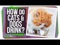 Physics of Cats and Dogs Drinking