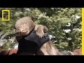 Bear Behavior and Population Dynamics