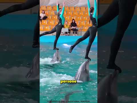 Nessuno è venuto a vedere lo spettacolo di questi delfini 🥺