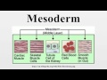 Mesoderm Development and Functions