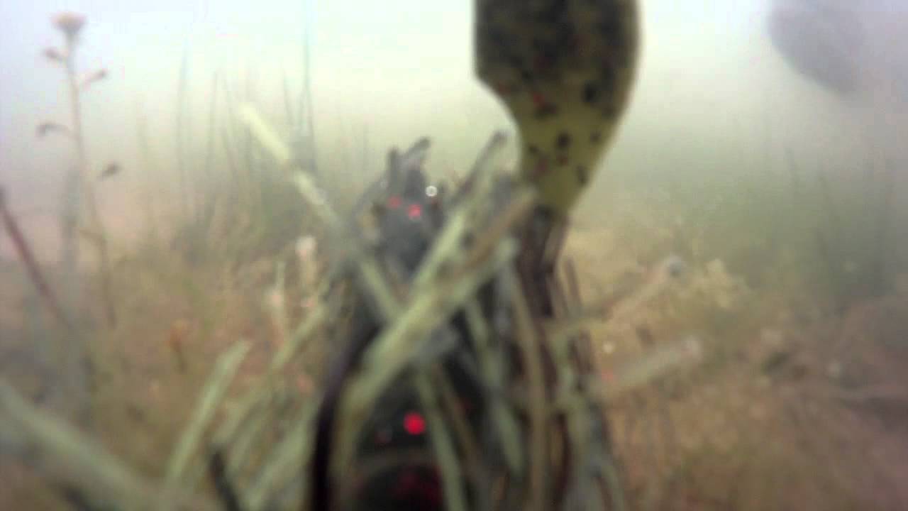 Bedding Bass Behavior #18