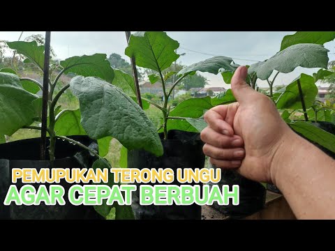 Cara pemupukan terong ungu agar cepat berbuah!