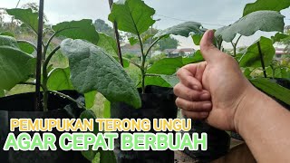 Cara pemupukan terong ungu agar cepat berbuah!