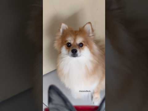 Nosso doguinho rei não deixa passar nada 👀 #pets #cachorrinho #cachorros