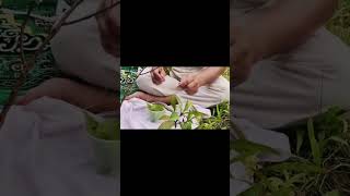 MISTERI SENDUDUK PUTIH DI TENGAH HUTAN MENGELUARKAN MINYAK YANG SANGAT WANGI.