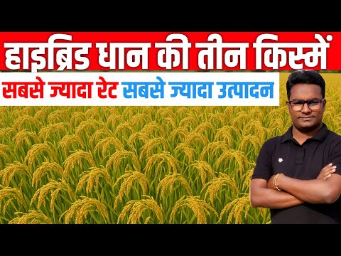 क्वालिटी क्वांटिटी सब एक साथ अराइज के यह तीन हाइब्रिड धान मार्केट में मचा दिए तहलका Dhan ki kheti