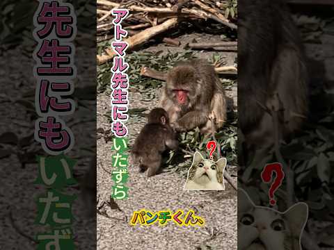 PUNCH ใใณใใใใใขใใใซๅ
็ใซใใใใใ๏ผ#ใใณใใใ#ใขใใใซๅ
็#ใใใกใ#ๅฏๆใใใ#็ใ#ๆๅ#ๅ็ฉใฎ็ต#็ฟ#ใใใใใซไนใใใ