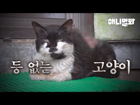 등 없는 고양이... ㅣCat Without A Back...