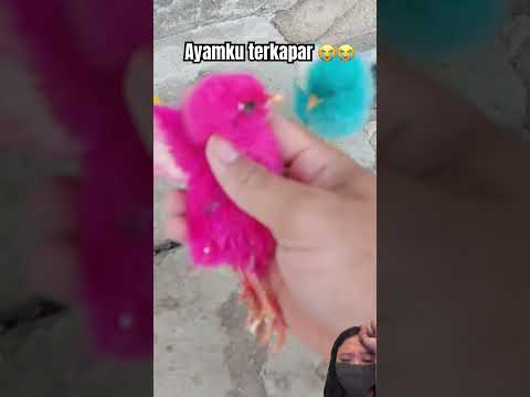 Ayam nya pingsan tapi mati #parrot #birds #chicken #pets #animals