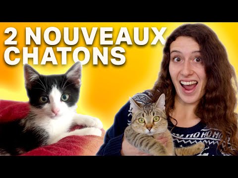 NOUVELLE ASSOCIATION, CHATON CRAINTIF & LA PIF - FAMILLE D'ACCUEIL POUR CHATS (Épisode 3)