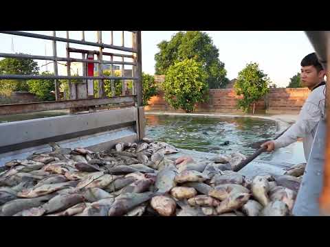 Feed it 1800 kg of tilapia to see the effect  #crocodile   #specialbreeding   #newfarmer