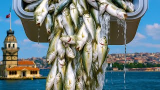 İstanbul Boğazı’nda Lüfer Patlaması! Kasalar Doldu 🎣🐟