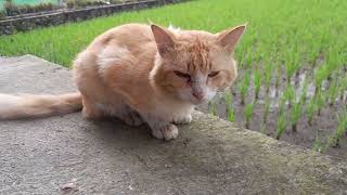 Kucing Penjaga Sawah