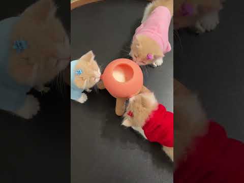 【#一只又廷】猫：你知道的，我不能没有妈妈...#它真的好像个小宝宝 #小奶猫的成长日记 #又廷一家