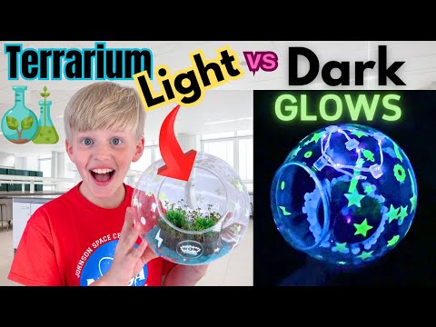 Terrarium that GLOWS in the Dark!