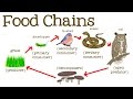 Exploring Food Chains and Energy Flow