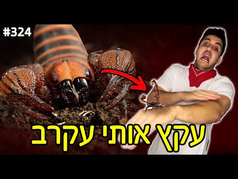 עקץ אותי עקרב!! (24 שעות של סיוט וטיפולים!)