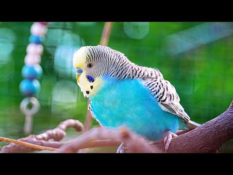 I’ve Got New Birds and I’m Building a Massive Garden Aviary!