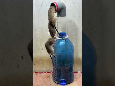 Best mouse trap idea/mouse traps tips from plastic bottle