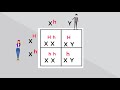 Understanding X-linked Inheritance