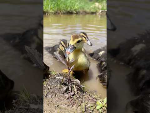 Why ducks are great for our farm! 🦆 #farmlife #growyourownfood #sustainableliving #ducks