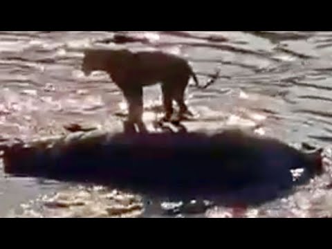Top 5 Lion Fails: Scared by Millipede, Trapped on Hippo & More