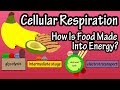 Exploring Cellular Respiration and Energy Production