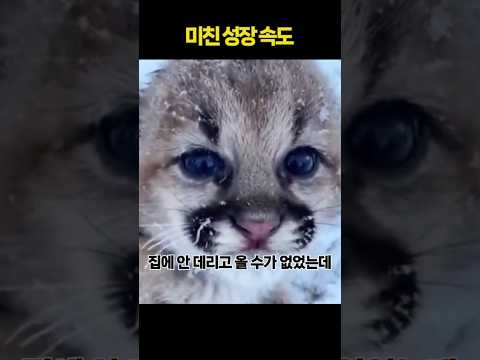 추위에 벌벌떠는 고양이