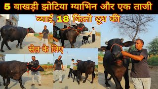 5 बाखड़ी झोटिया  ग्याभिन और एक 1 ताजी ब्याई 18 किलो दूध तैयार की बिक्री के लिए 6 झोटिया 
