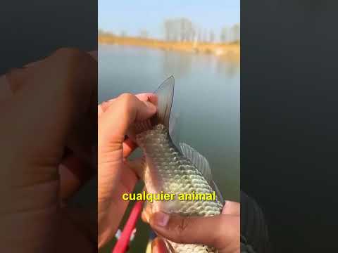 EL DOLOR OCULTO DEL PEZ!
