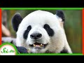 Understanding Giant Pandas' Unique Coloring