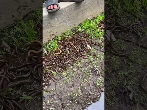 เลี้ยงปลาไหลในวงบ่อปูนซีเมนต์กึ่งธรรมชาติ #ปลาไหล #บ่าวรินทร์เกษตรลงมือทำ