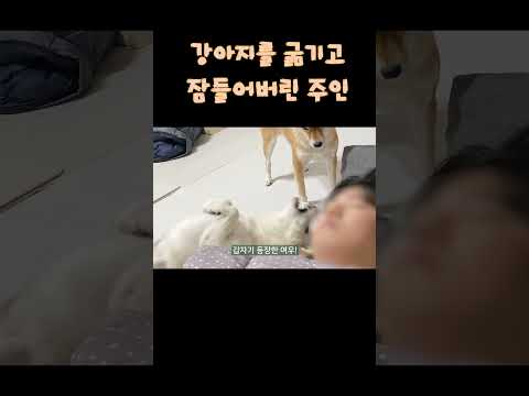 강아지 밥을 굶기고 잠들어버린 주인을 깨우는 시바견 ㅋㅋㅋ