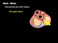 Heart Valves and Their Functions