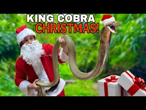 SANTA GOT ME A KING COBRA!?