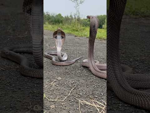 MOST VENOMOUS SNAKE ๐ #snakevideo #shorts #ytshorts #youtubeshorts #trending #reels #viralshorts
