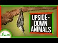 Upside-Down Animals and Their Unique Adaptations