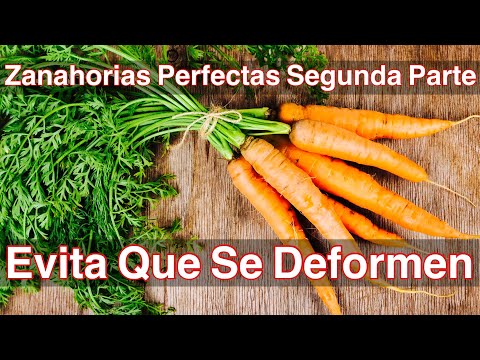 Zanahorias Perfectas 2da Parte