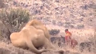 Masai man doesn't run from lion