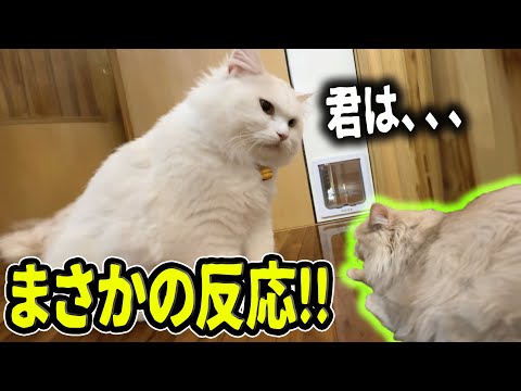 【感動】自分とそっくりな子猫を見た猫の反応