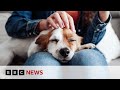 Animal Cloning Concepts and Ethics