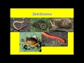 Ecosystem Roles and Energy Flow