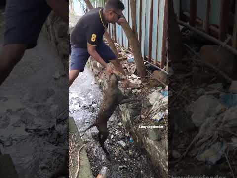 Dog and puppy Rescue Tail 83 #helplessdog #rescue #animals #pets #voicelessanimals #doglover