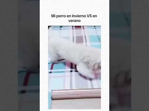 FIRULAIS INVIERNO VS VERANO 🐶