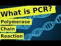 Understanding PCR: Concepts and Applications