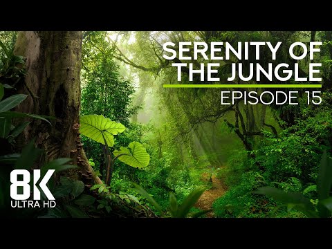 8K Immersed in Jungle Serenity - Ep 15 - Tropical Forest Ambience for Relaxation