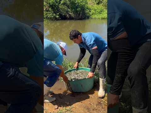 O RESGATE DOS PEIXES - Episódio 8 Parte 2